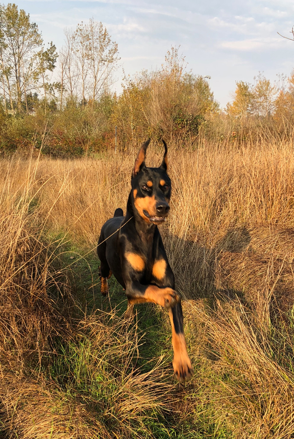 Ravensown dobermans best sale